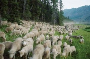 Movie review: Sweetgrass